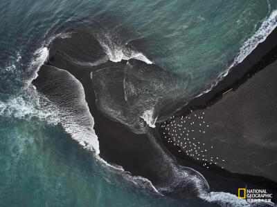 极危海域
冰岛的黑沙滩海岸线非同寻常，鸟类和海滩上的拾荒者都该警惕冰岛出了名的危险海浪。图为海鸟聚集在黑沙滩岸边海浪附近。摄影：STAS BARTNIKAS