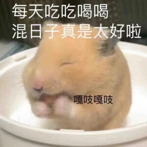 小仓鼠表情包