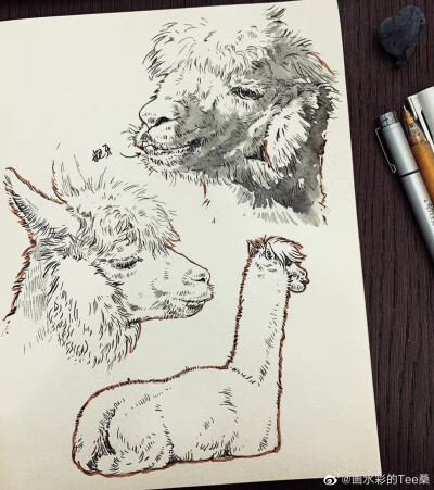 水彩 动物 博主：画水彩的Tee桑