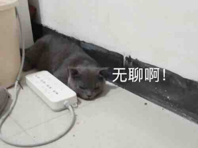 蓝猫表情包（我是原作者）