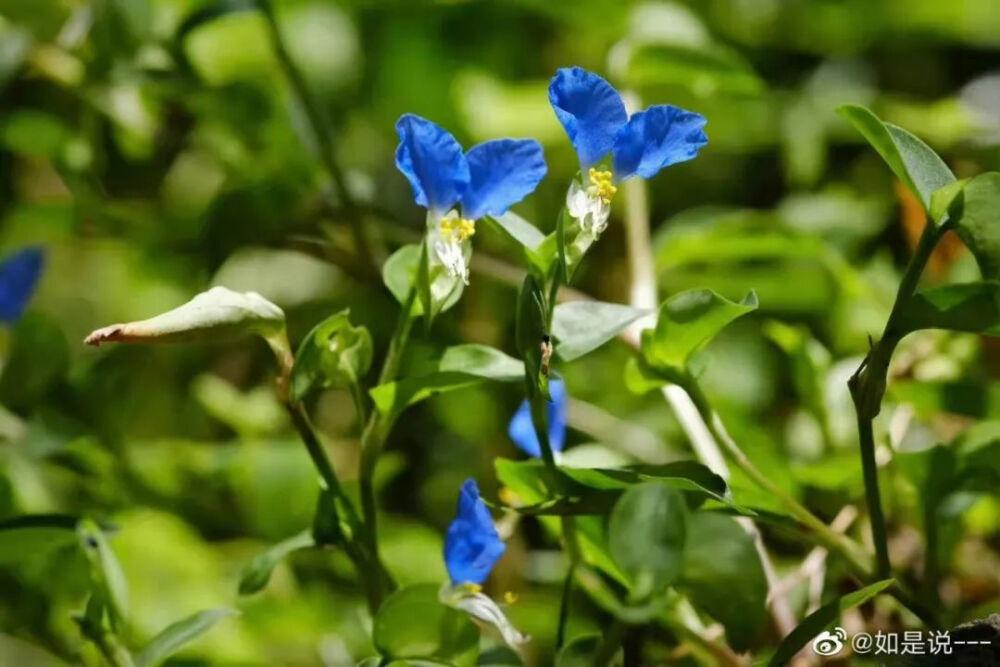 鴨跖草，別名碧竹子、翠蝴蝶、淡竹葉?；ǘ浜芟裾癯嵊w的蝴蝶，上面兩瓣是藍(lán)色，下面有一小瓣是白色，花期5-9月，果熟期6-11月。性寒，味甘微苦，能清熱解毒利尿。