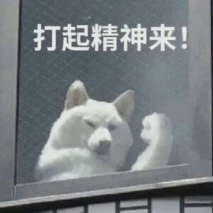 表情包