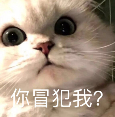 熊猫头小猫小狗吴京