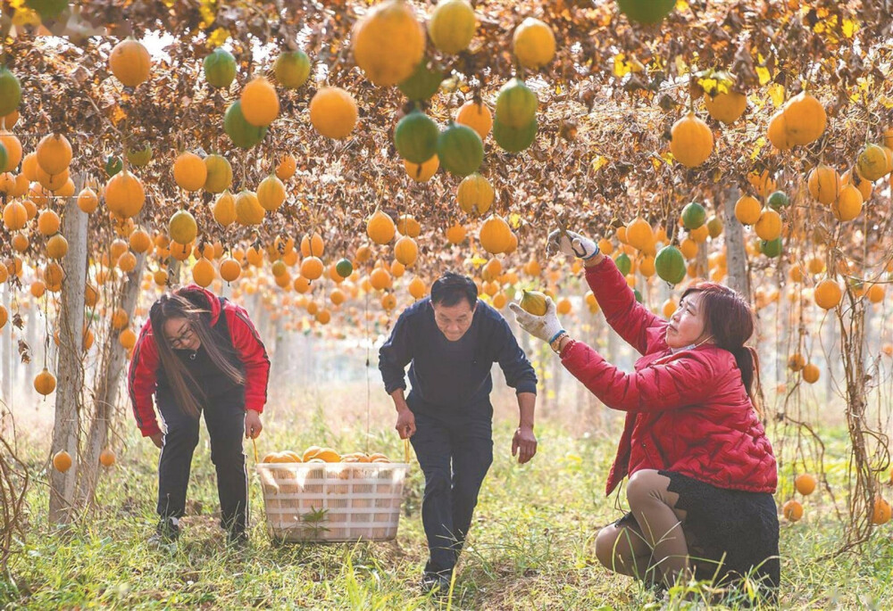 陶咀村瓜蒌产业基地（2021）