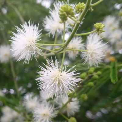 光荚含羞草豆科含羞草属灌木开花时，小花像个绒球开成一团，轻盈可爱被称为「开在夏天的小雪花」