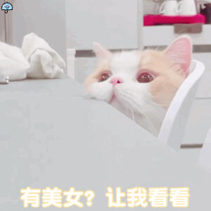 猫猫