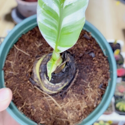 自己收集的奇花异草，当然也有出售的