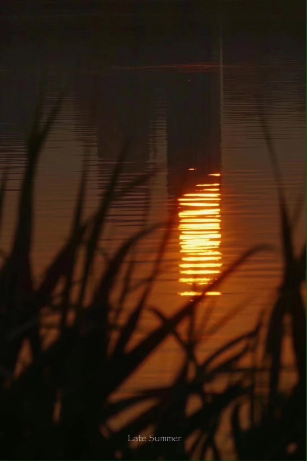 “夕阳抖落的橘色星光”