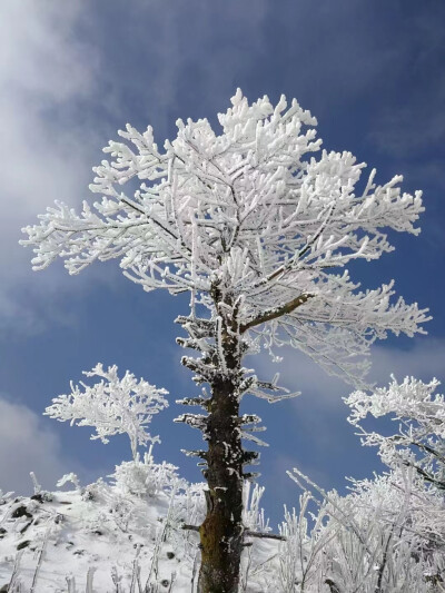 2021的第一汤雪