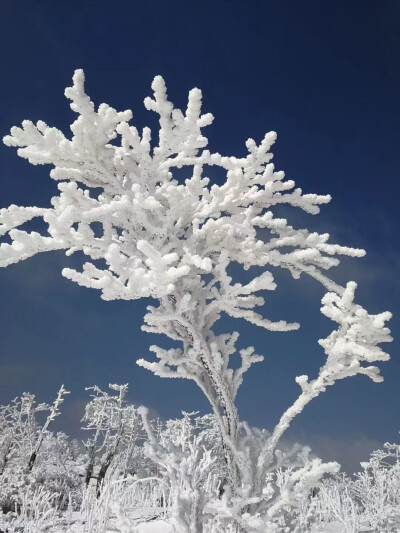 2021的第一汤雪