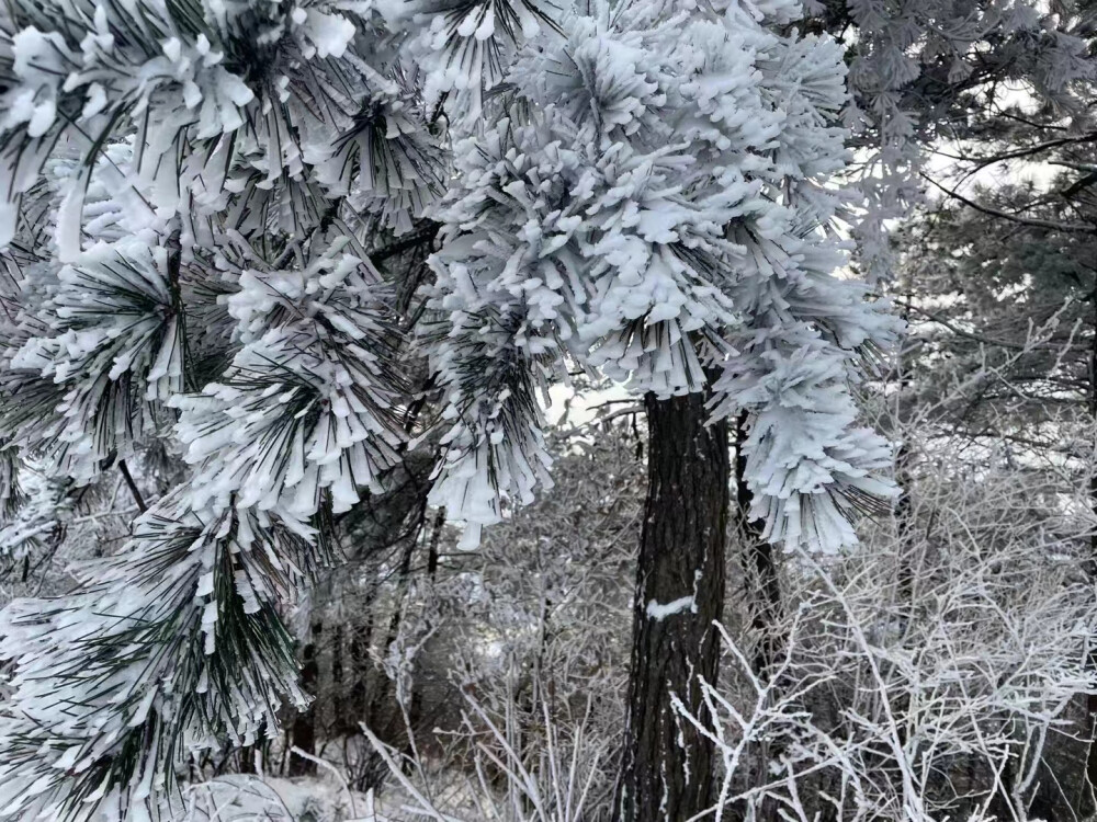 2021的第一汤雪