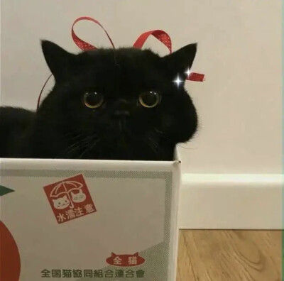 小猫小狗