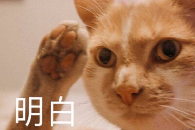 狗狗猫咪表情包