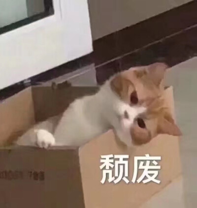 狗狗猫咪表情包