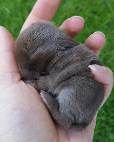 可爱的婴儿兔真是让人心醉
摄影师bluecloverrabbitry