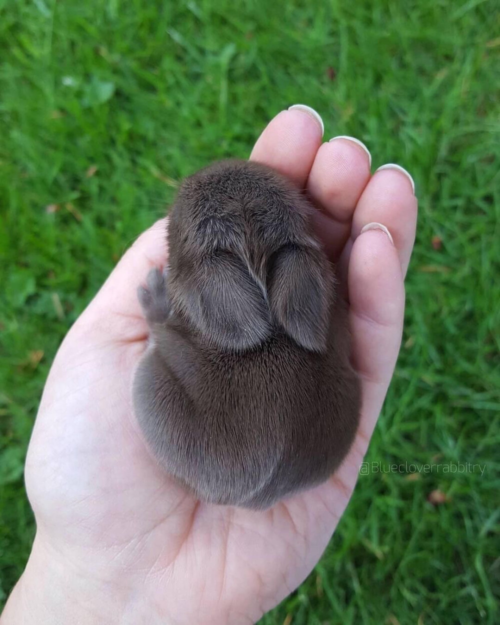 可爱的婴儿兔真是让人心醉
摄影师bluecloverrabbitry