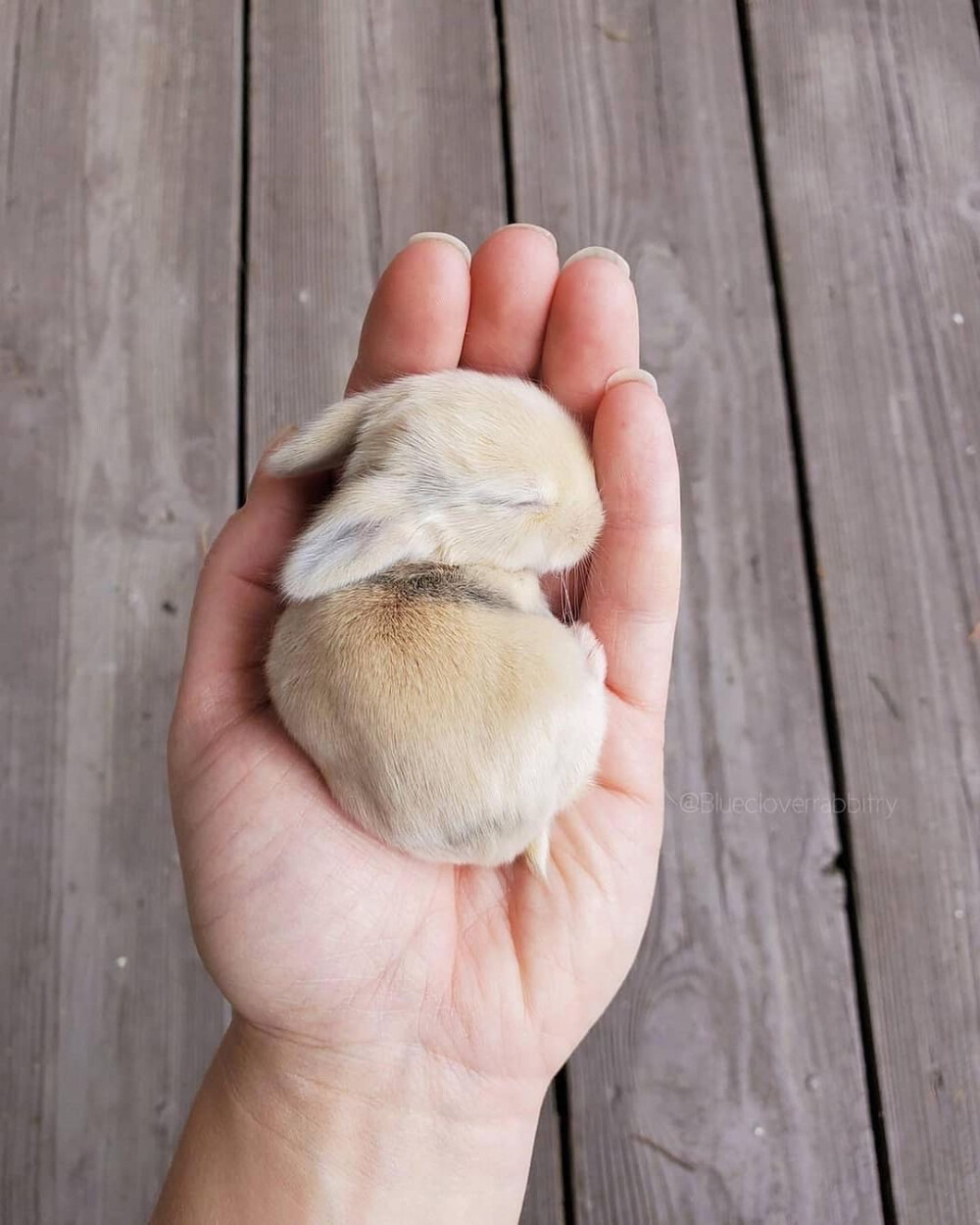 可爱的婴儿兔真是让人心醉
摄影师bluecloverrabbitry