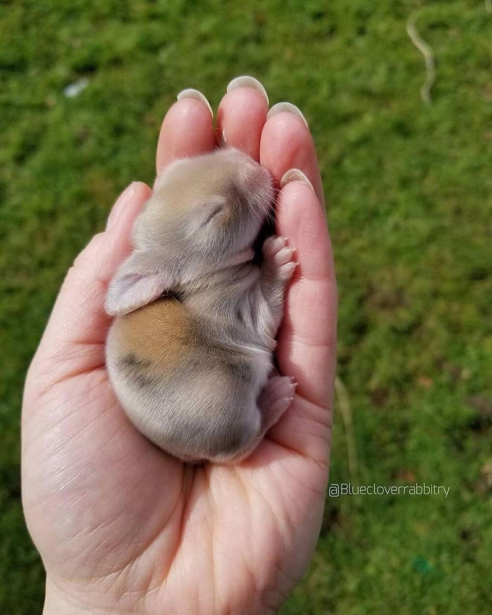 可爱的婴儿兔真是让人心醉
摄影师bluecloverrabbitry