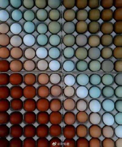五颜六色的鸡蛋