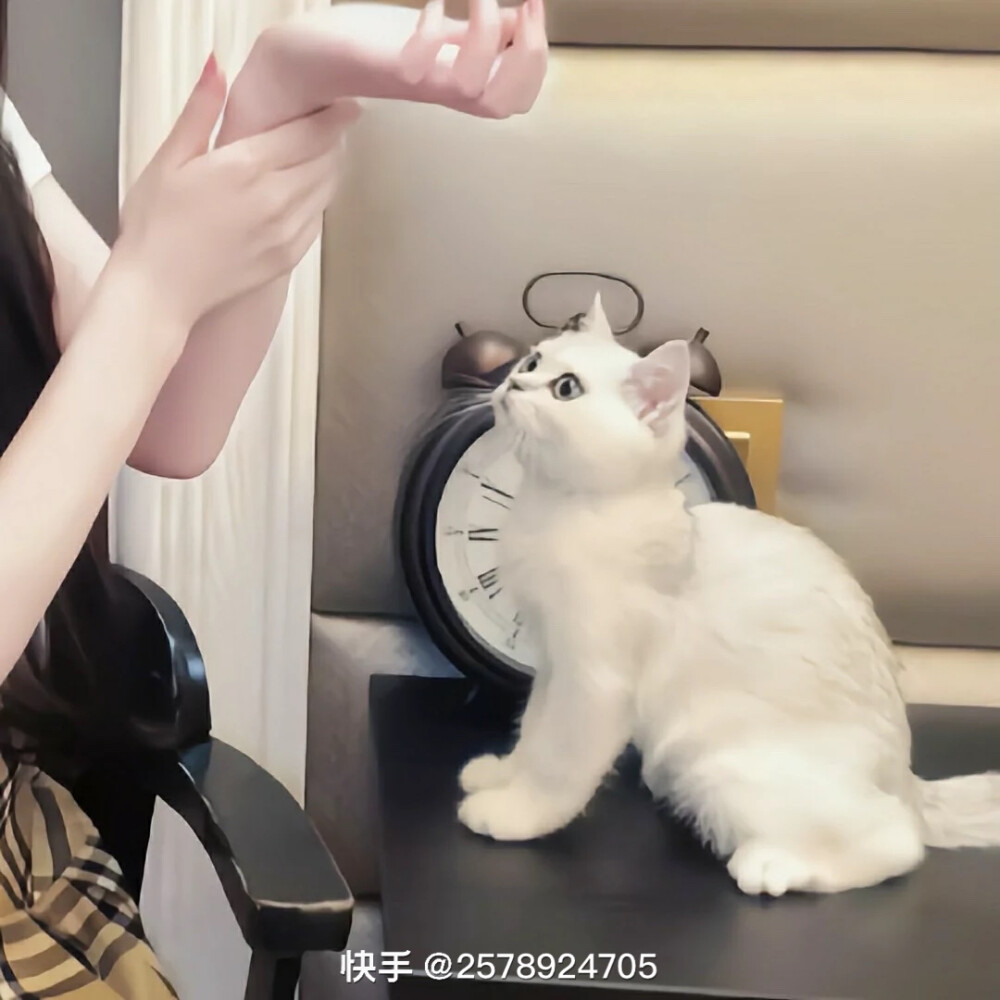 动物情头 猫咪情头 美女情头