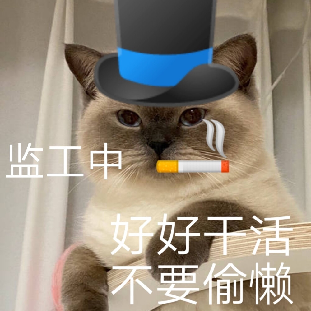 搞笑猫咪