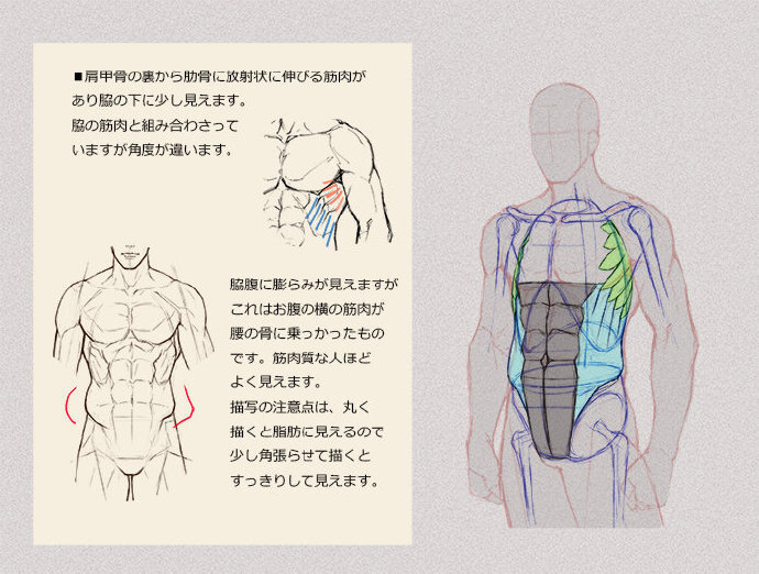 男生女生人体