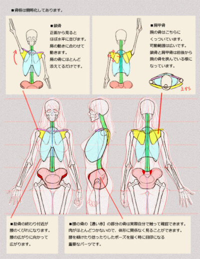 男生女生人体