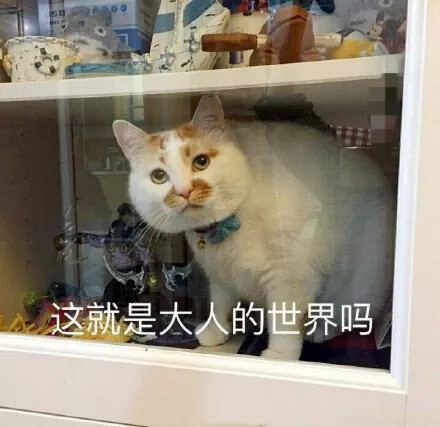 猫咪表情包