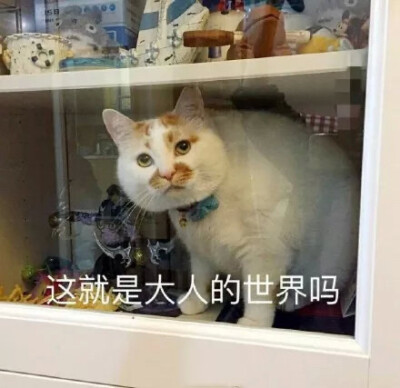 猫咪表情包