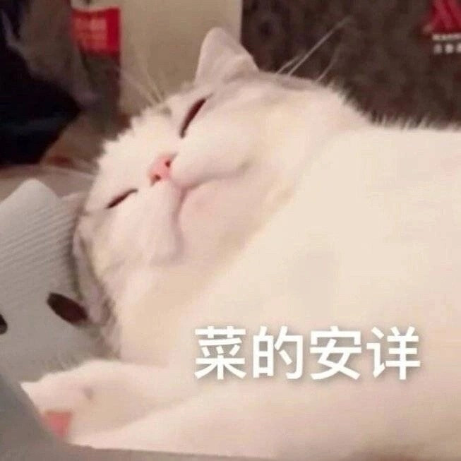 猫咪表情包