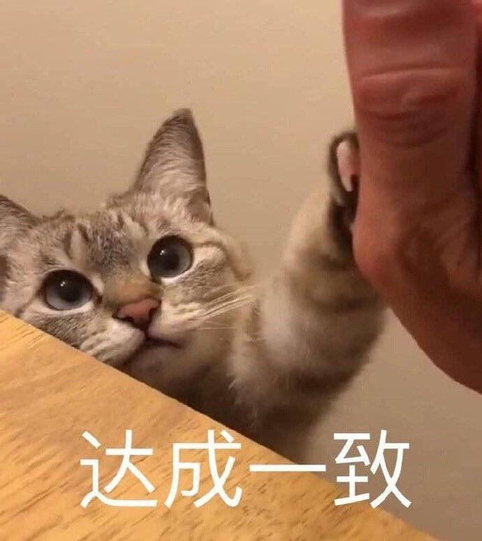 猫咪表情包