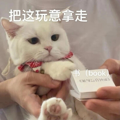 猫咪表情包