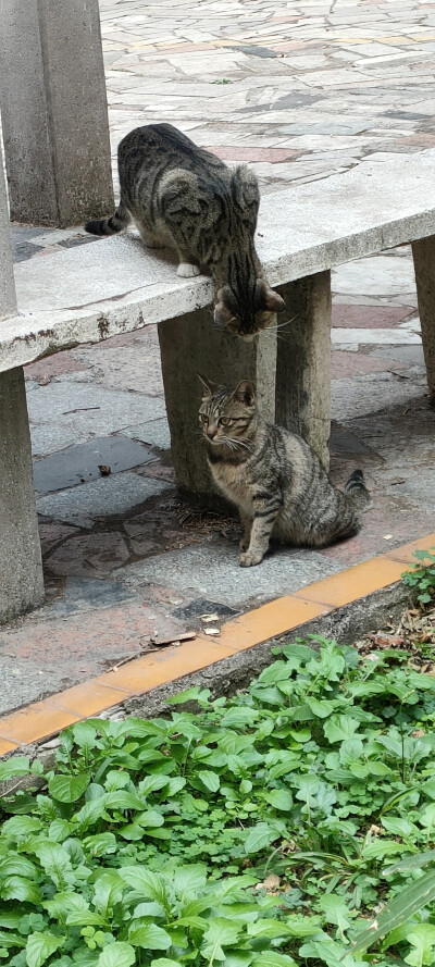 昨天救了一只猫猫
今天就成了我好大儿的追求对象哈哈哈哈哈哈
儿啊原配那么好看咋就不知道珍惜呢
图七原配儿媳妇