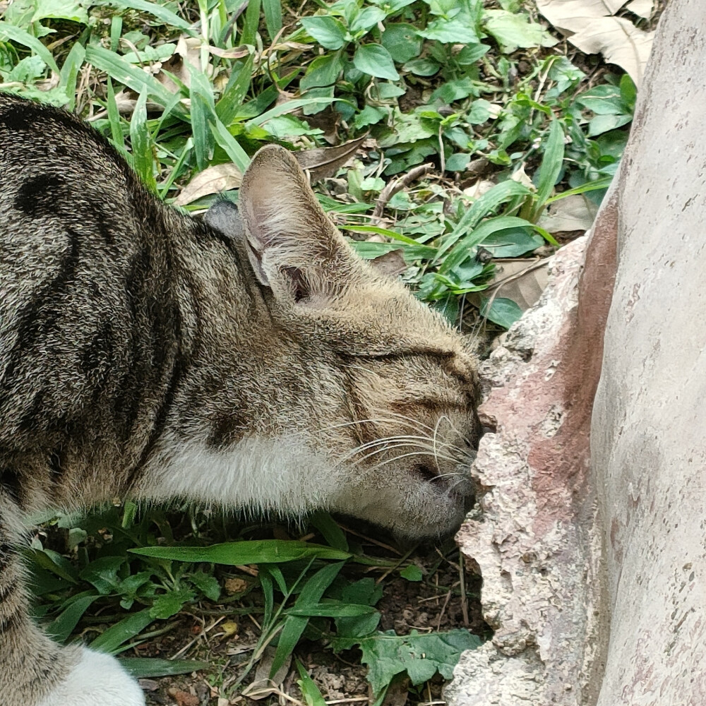 昨天救了一只猫猫
今天就成了我好大儿的追求对象哈哈哈哈哈哈
儿啊原配那么好看咋就不知道珍惜呢
图七原配儿媳妇