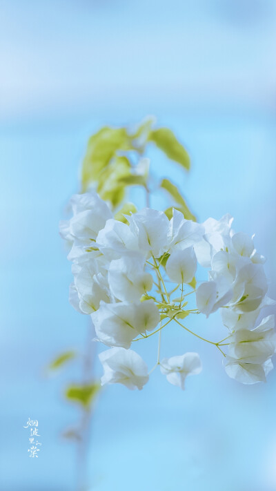 零碎的三角梅，可以在阳光里暖和一下！ ​
摄影@烟波里的棠