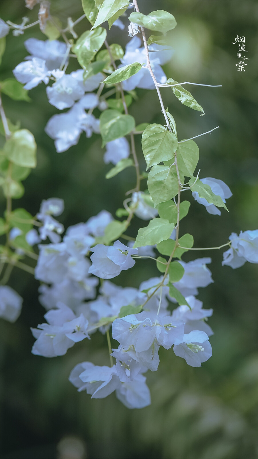 零碎的三角梅，可以在阳光里暖和一下！ ​
摄影@烟波里的棠