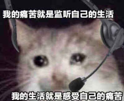 流泪猫猫头表情包