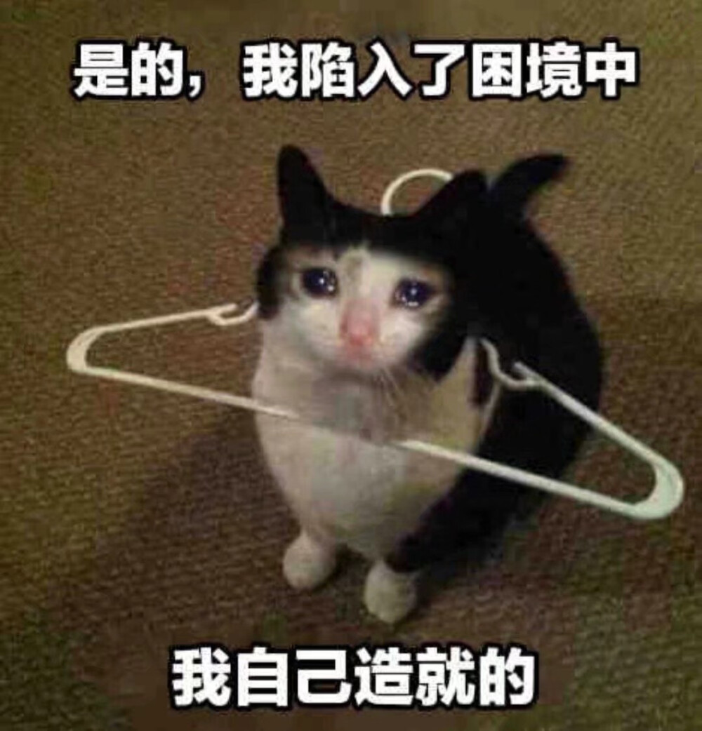 流泪猫猫头表情包