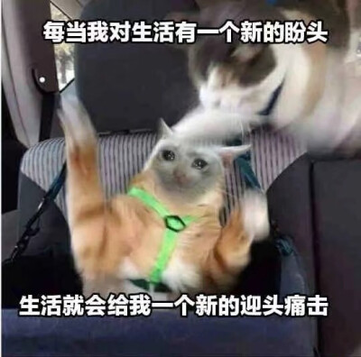 流泪猫猫头表情包