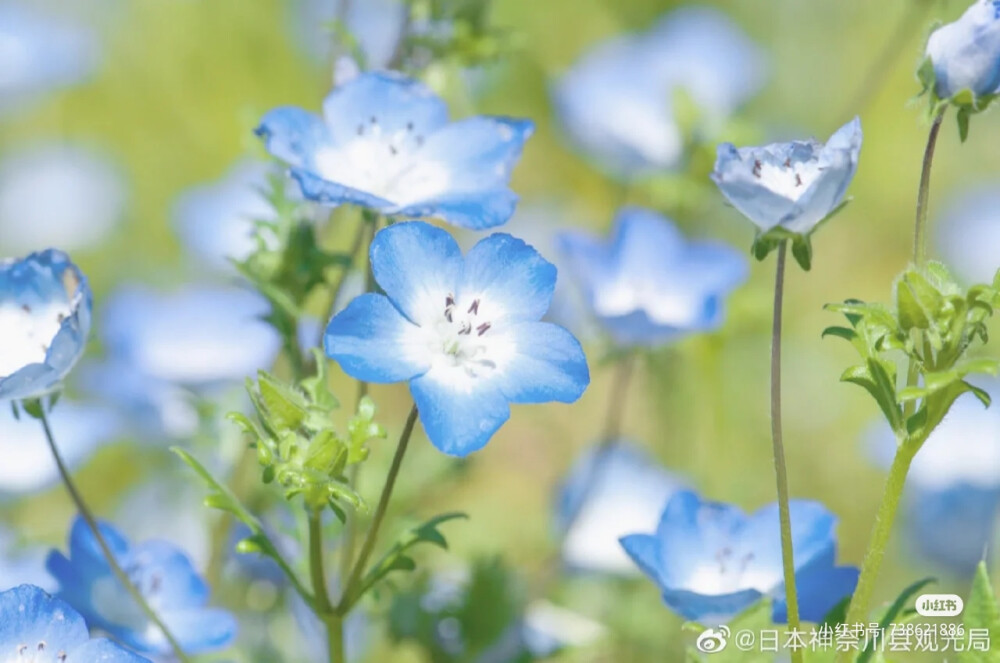 植物