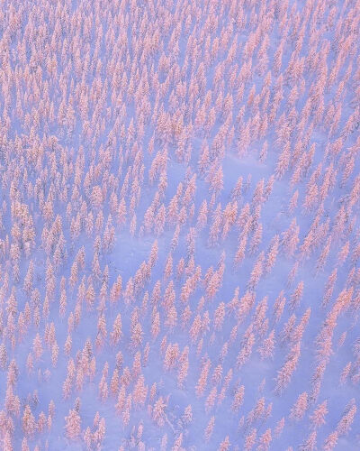 芬兰 拉普兰德 冬 雪 Golden glow over the winter landscapes of Lapland Finland 