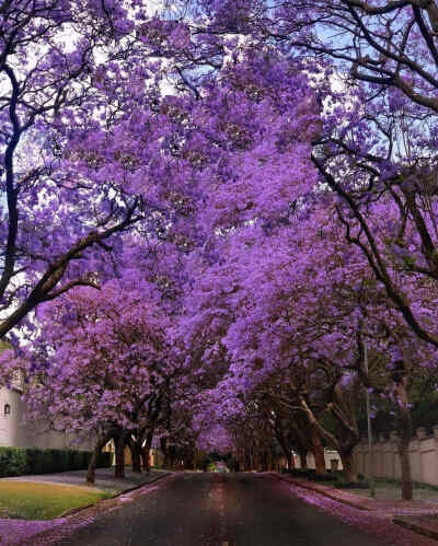 南非 约翰内斯堡 蓝花楹树 林荫道 Jacaranda Trees in Johannesburg, South Africa