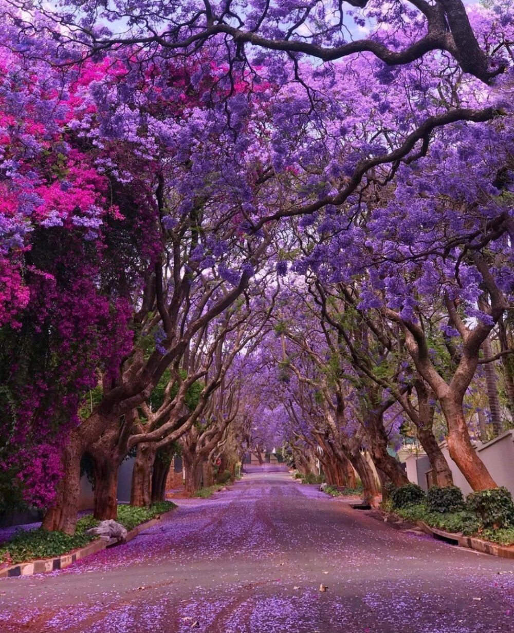 南非 约翰内斯堡 蓝花楹树 林荫道 Jacaranda Trees in Johannesburg, South Africa