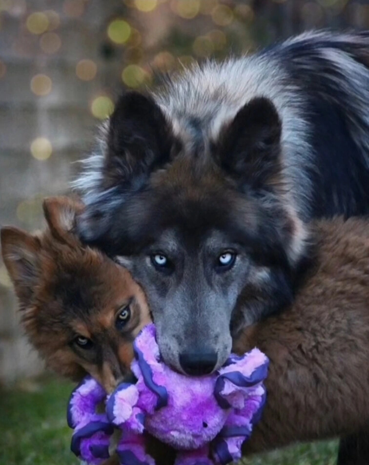 蓝湾牧羊犬