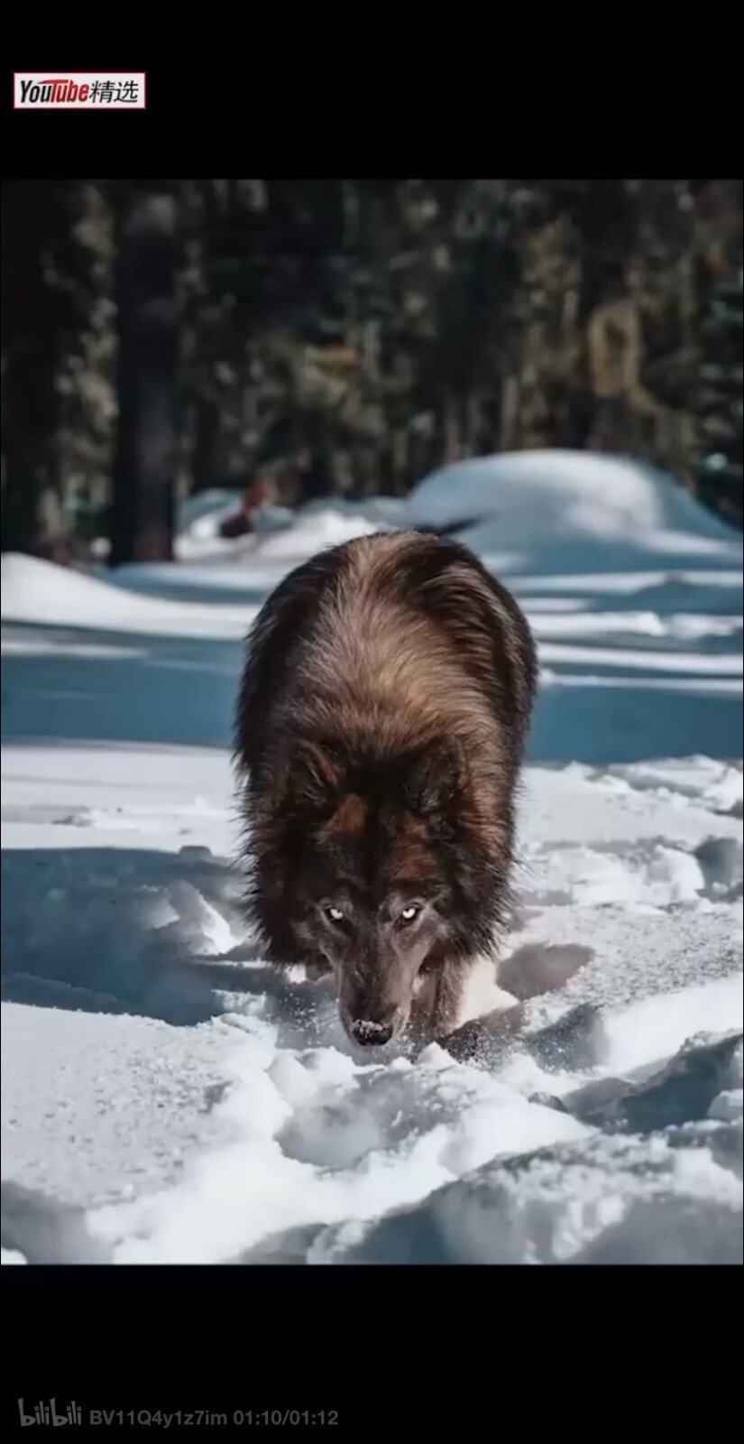 蓝湾牧羊犬