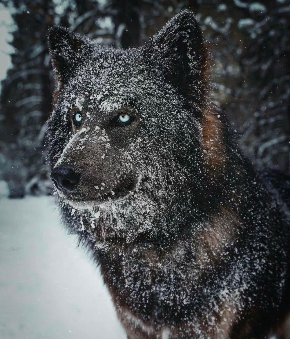 蓝湾牧羊犬