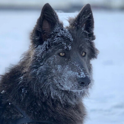 蓝湾牧羊犬