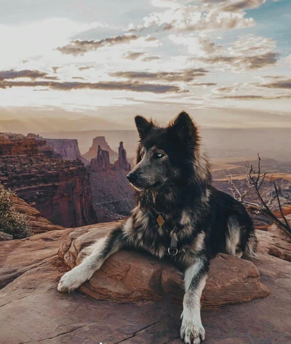 蓝湾牧羊犬