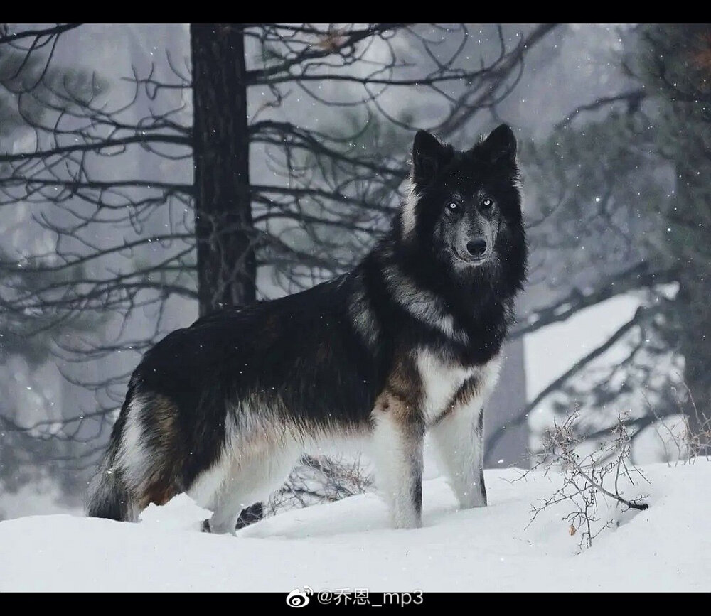 蓝湾牧羊犬