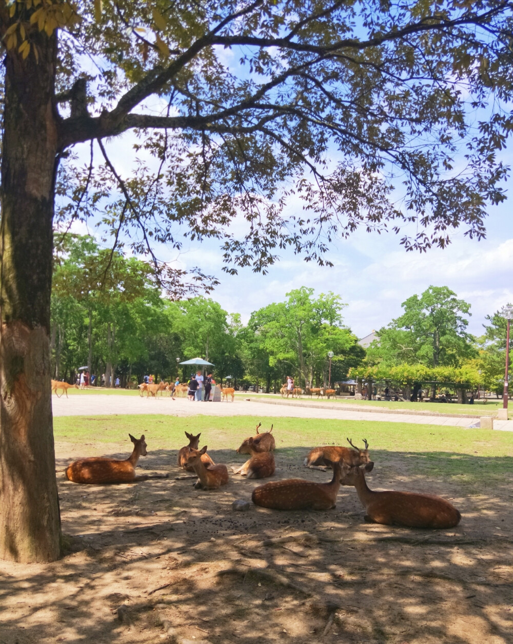 奈良公园